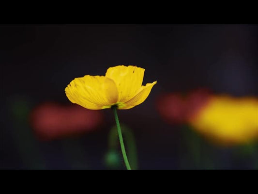 Springs Embrace Motion Background 3