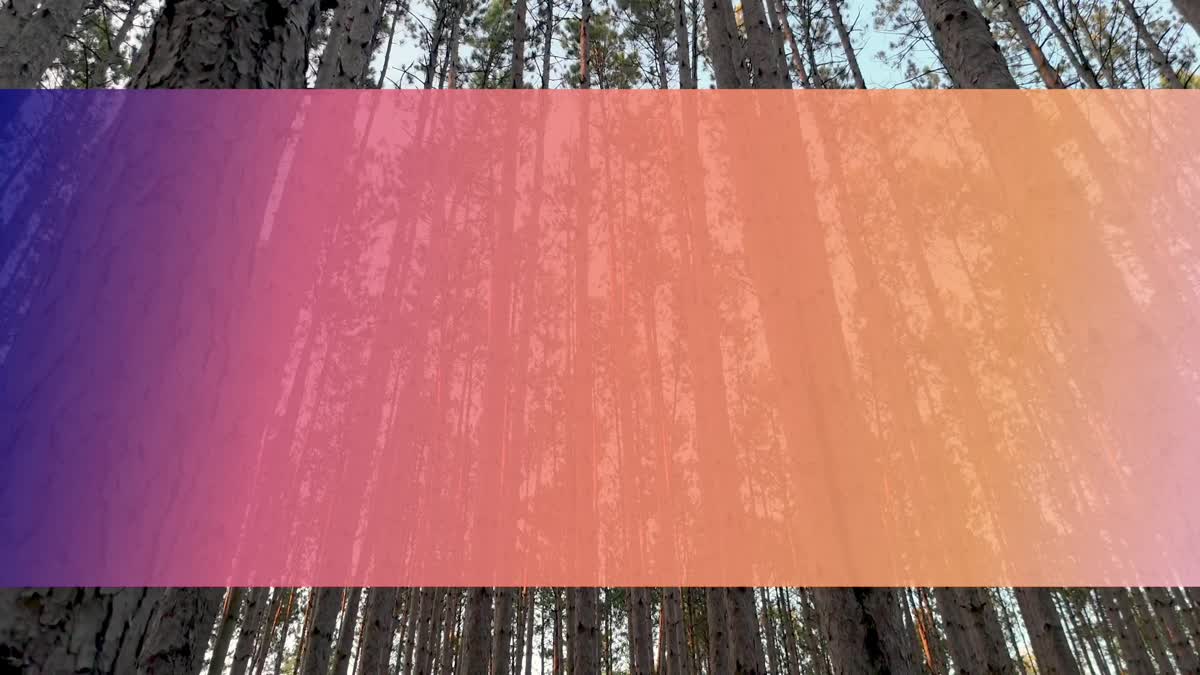 The Forest 5 Bar Still