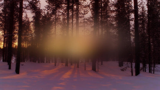 New Beginning Forest Still