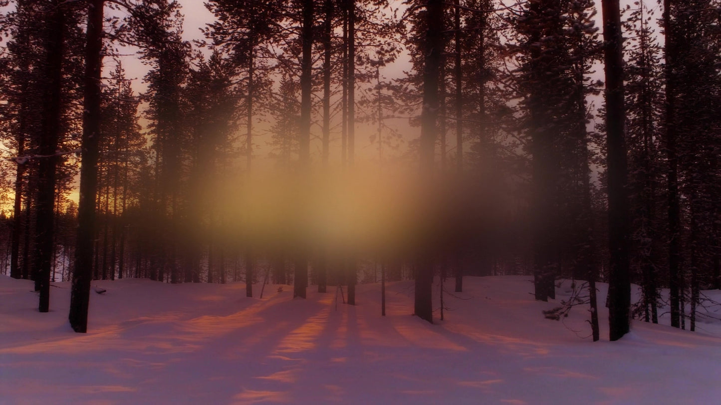 New Beginning Forest