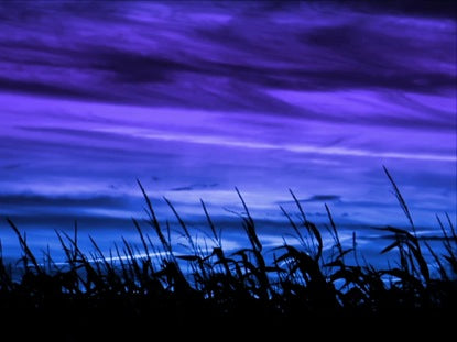 Harvest Maize Blue Violet