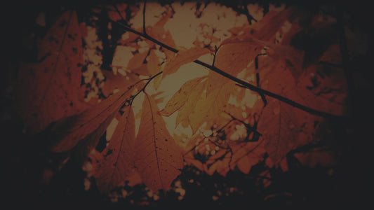 Autumn Fire Sparks Subdued Still