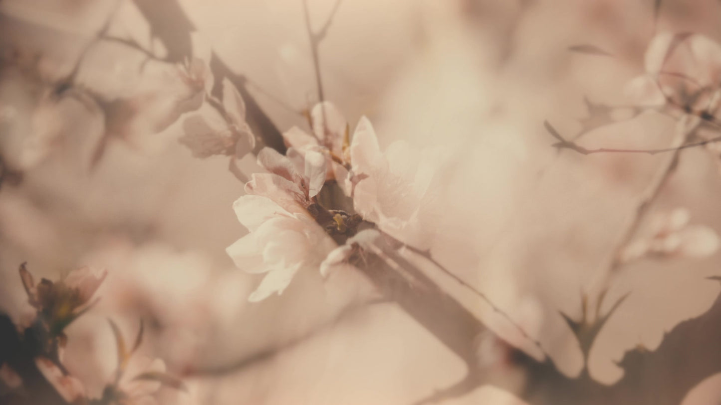 Muted Spring Blush Still