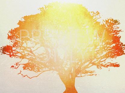 Tree Of Life Orange 1 Still