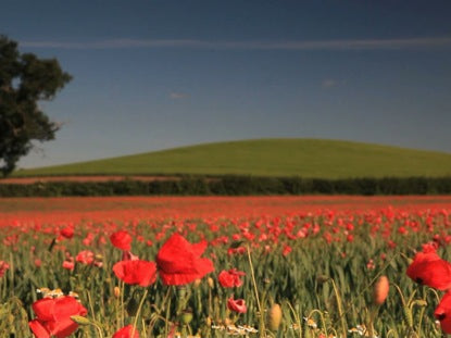 Poppies 1 Long Play