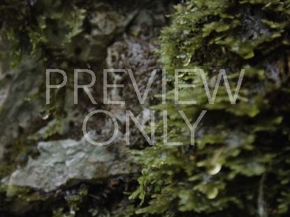 Moss And Rocks