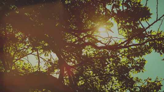 Summer Bright Branches