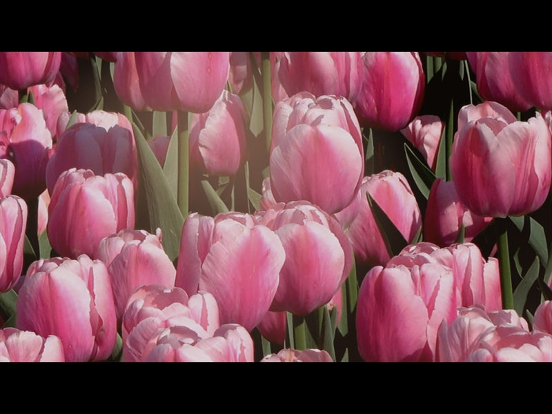 Flower Garden Loop 02
