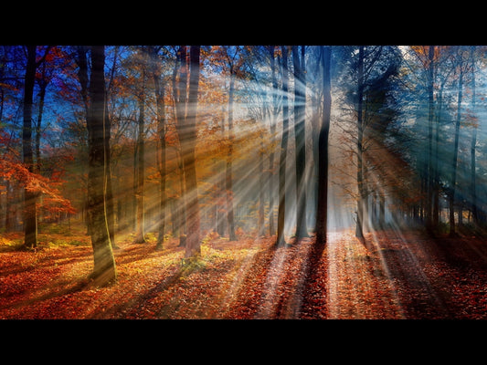 Autumn Light 10