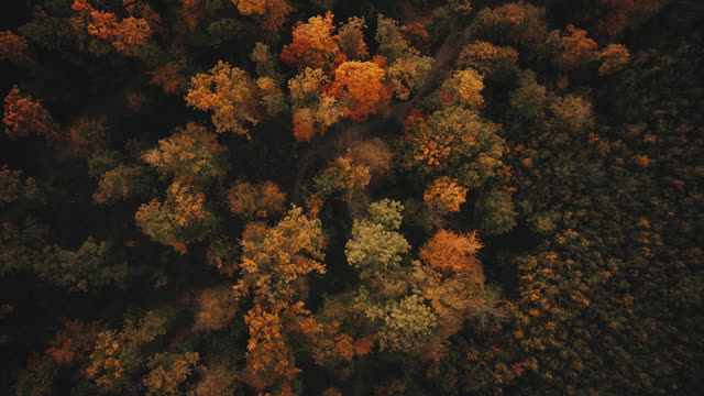 Autumn Foliage 3