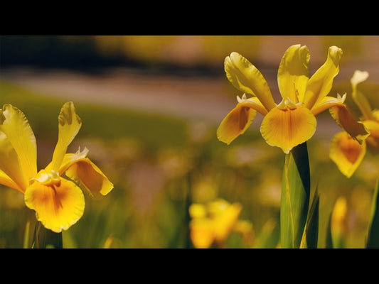 Mothers Day Garden 11