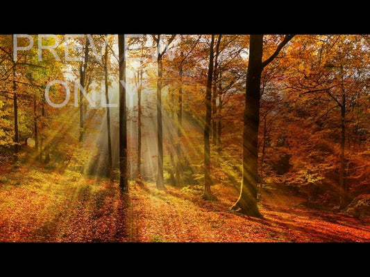 Autumn Light 9 Still