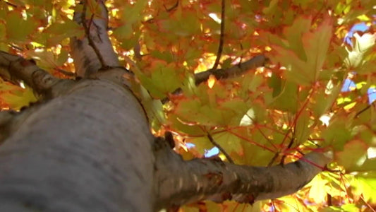 Trunk And Leaves