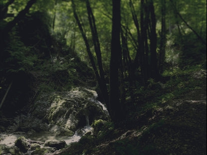 By The Stream