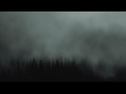 Rolling Fog Forest Plain