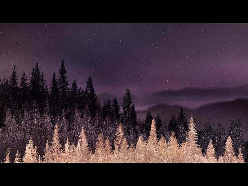 Sparkling Trees 13