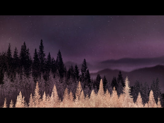 Sparkling Trees 13