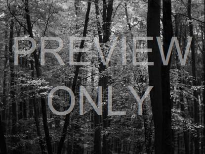 Autumn Leaves Montage Bw