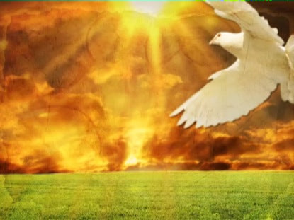 Dove Golden Motion