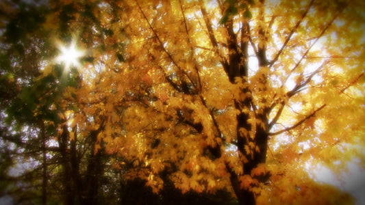 Fall Sunshine