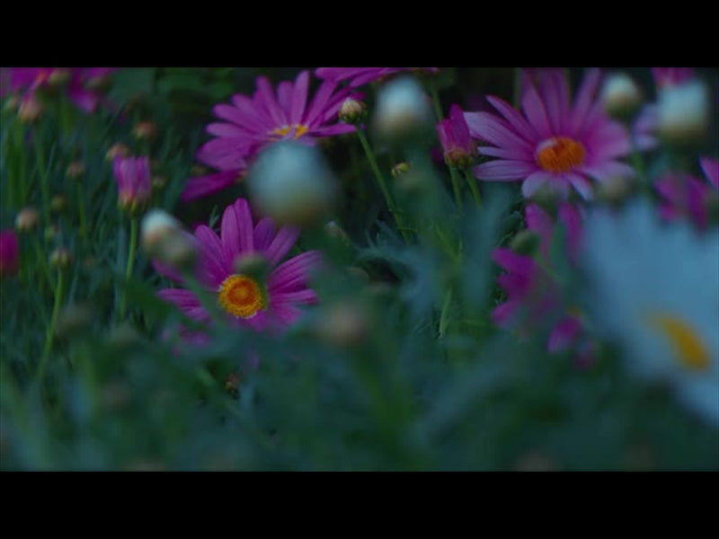 Springs Embrace Motion Background 17