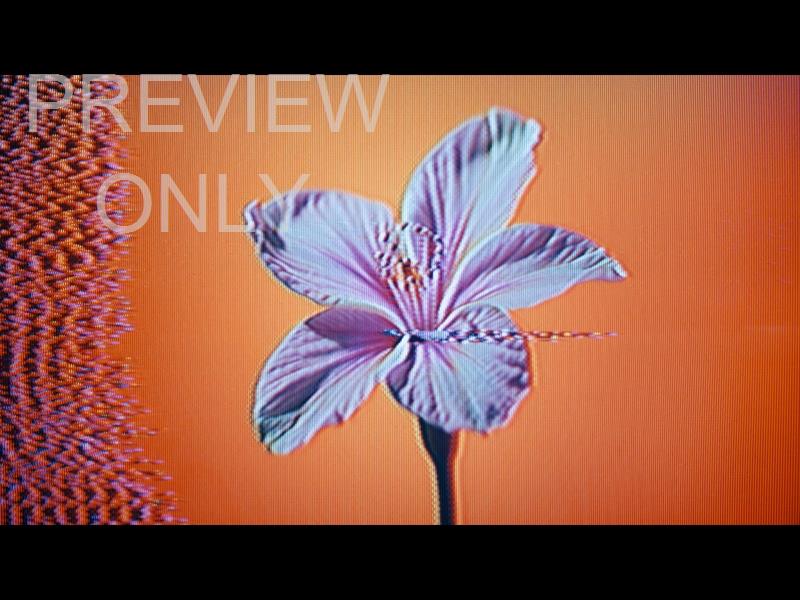 Crt Flowers 1 Still
