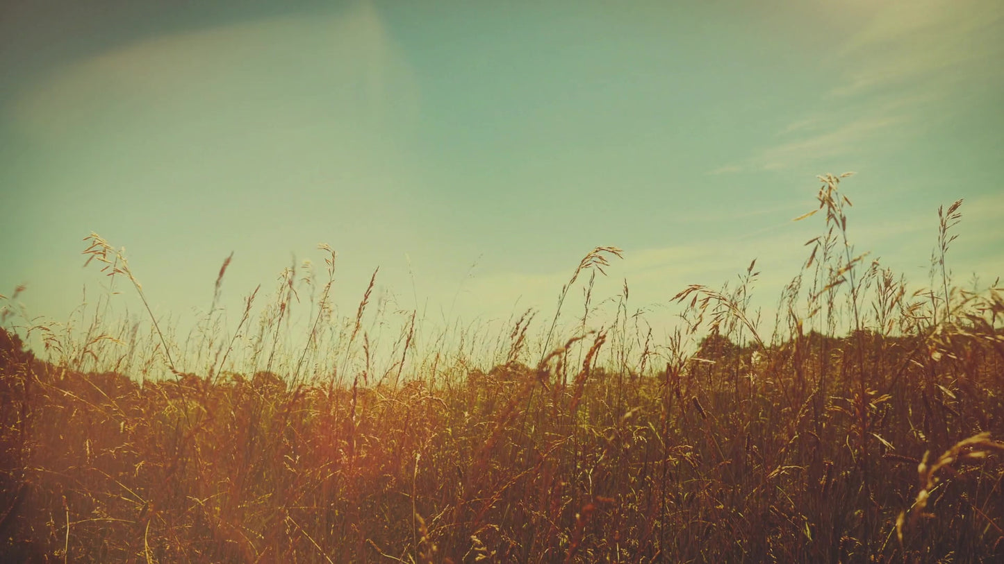 Summer Bright Verdant Still