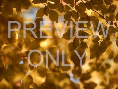 Yellow Leaves