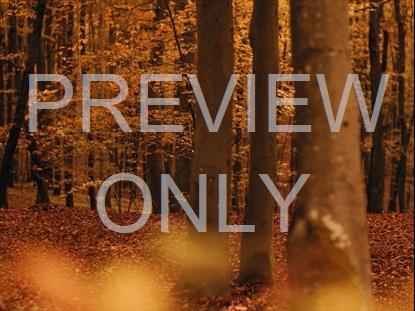 Fall Leaves Montage 2