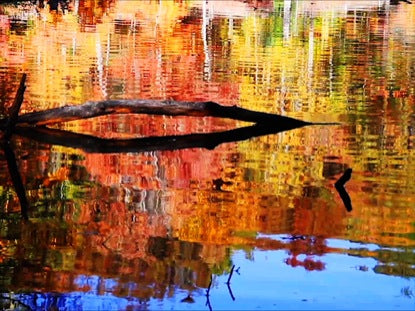 Autumn Lake And Logs