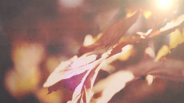 Autumn Light 02