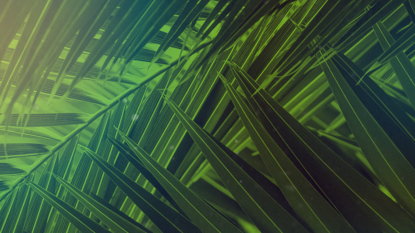 Palm Sunday Streaming 01