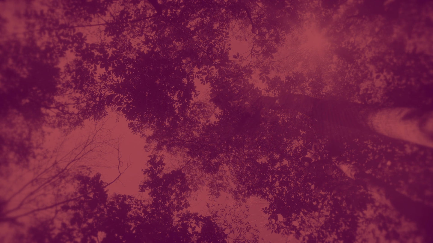 Autumn Canopies 9 Duotone