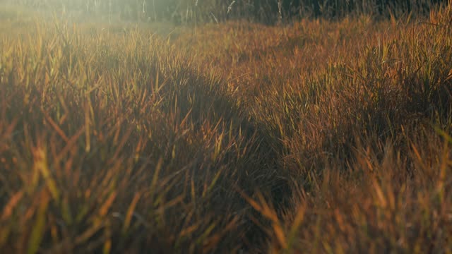 The Grass Loop 04