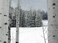 Forest Loop