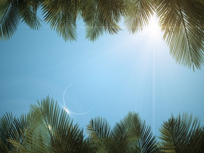 Sky View Palm Branches Blue Scroll