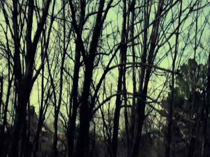 Tree Grunge Warm