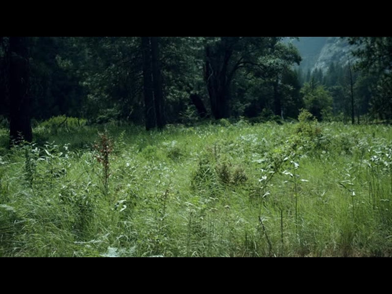 Yosemite Meadows Motion - 09
