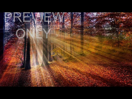 Autumn Light 8 Still