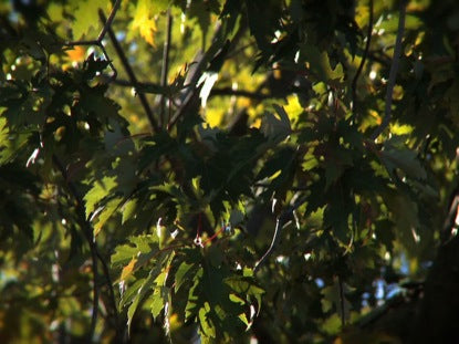 Tree Motion 1