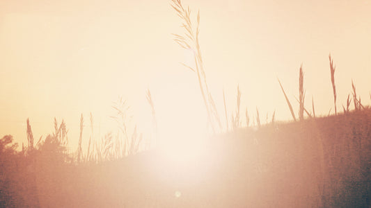 Sunset Grass