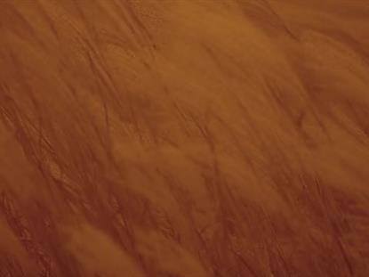 Fall Focus Fuzzy Grass