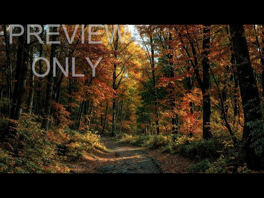 Forest Fall 12 Still
