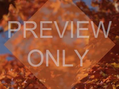 Fall Focus Golden Orange Diamond