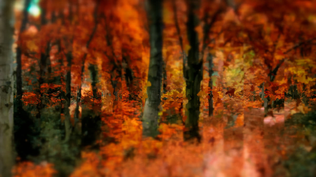 Autumns End 7