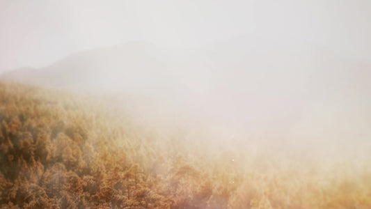 Deep Autumn Foggy Still