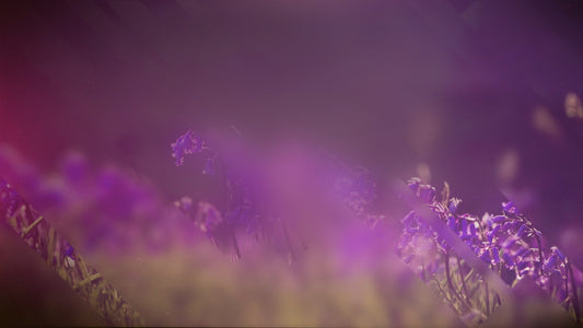 Spring Journey 13