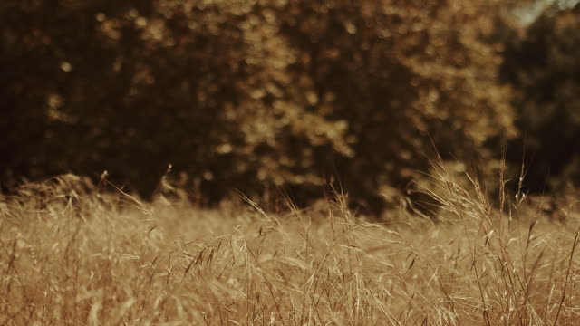 Autumn Meadow Motion Background 01