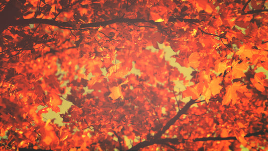 Thanksgiving Light Leaves Still