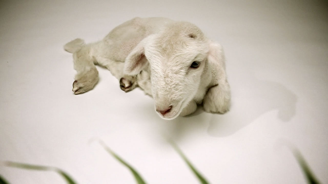Palm Sunday Lamb